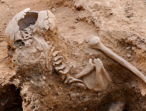 Recuperades les restes de 57 individus de la fossa de l’Ermita del Remei